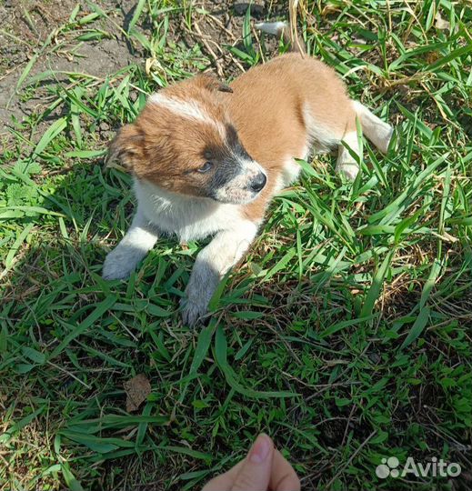 Щенята в добрые руки