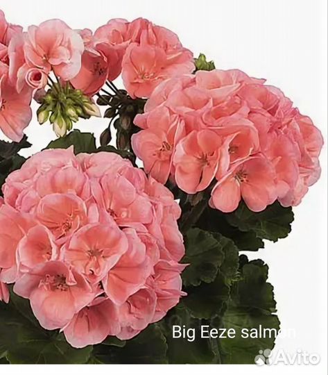 Пеларгонии сортовые