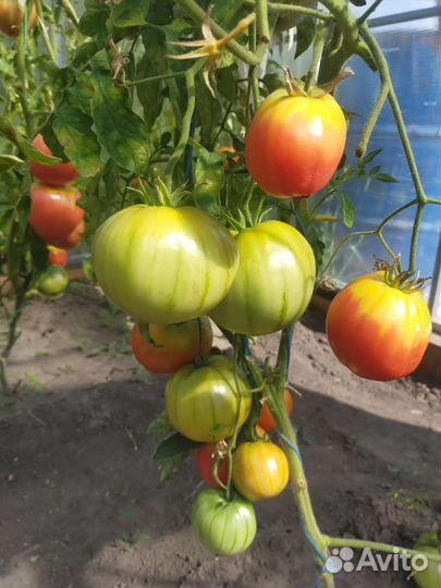 Рассада помидор и перцев