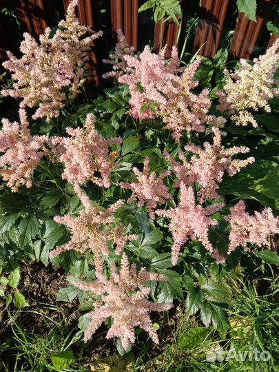 Астильба растение