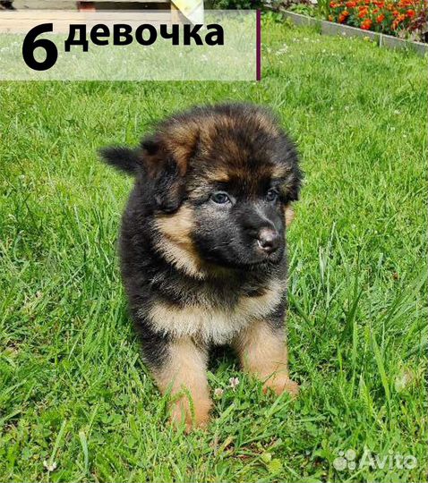 Щенки немецкой овчарки длинношерстной