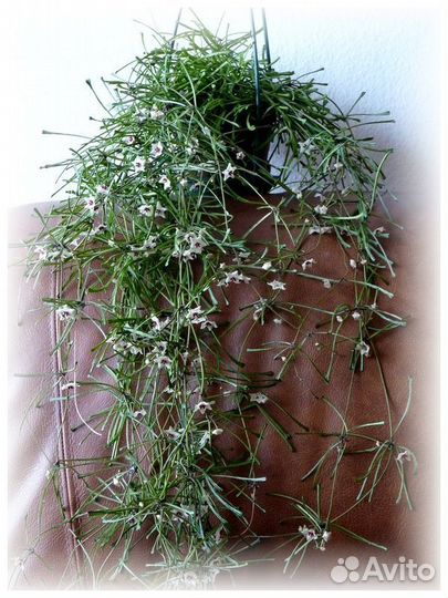 Хойя ретуза