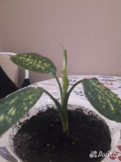 Диффенбахия