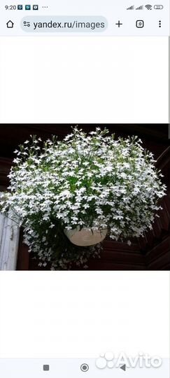 Рассада Лобелия каскадная микс