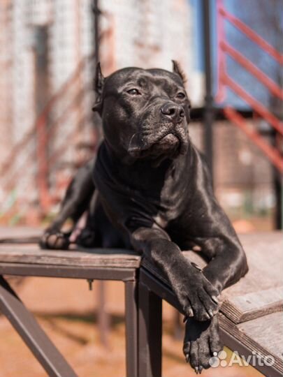 Услуги кинолога