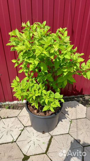 Декоративные растения для сада