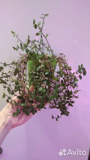 Коллизия Бьянка