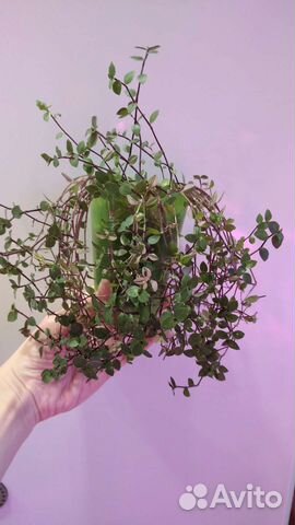 Коллизия Бьянка