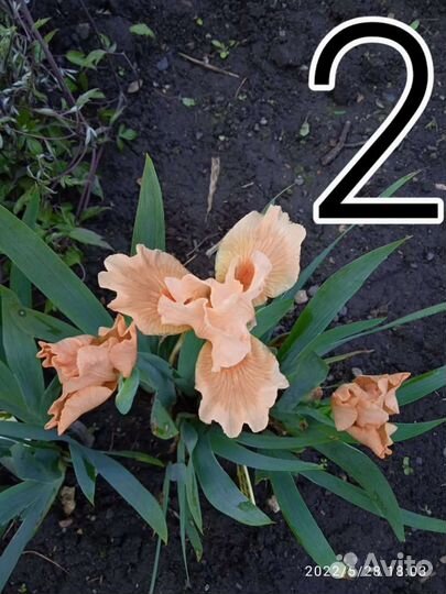 Ирисы низкорослые