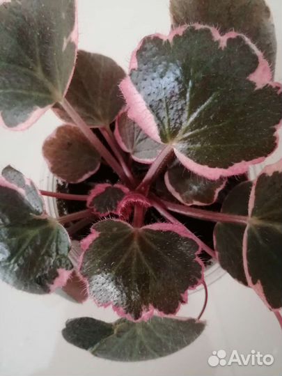 Камнеломка вариегатная, зеленая