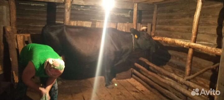 Продам корову