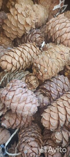 Шишки на корм грызунам