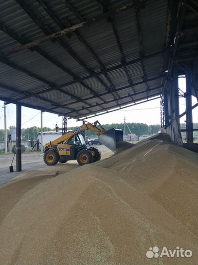 Овес.Горох. Ячмень.Пшеница.Лён.Семена