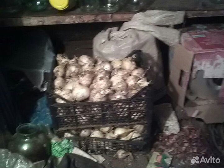 Афлатунский лук цветок