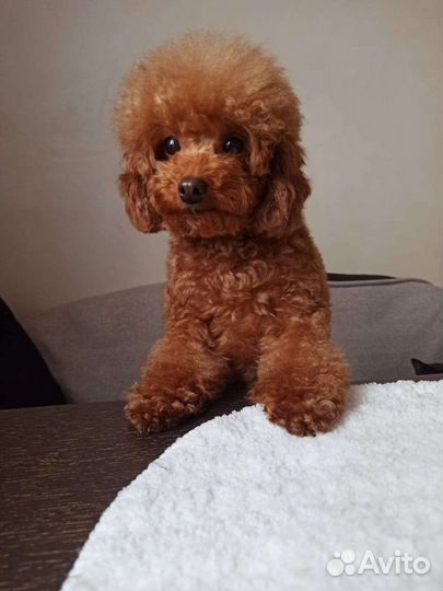 Вязка Той-Пудель РКФ