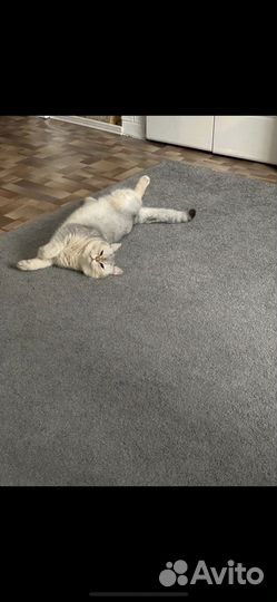 Британская серебристая шиншилла кот