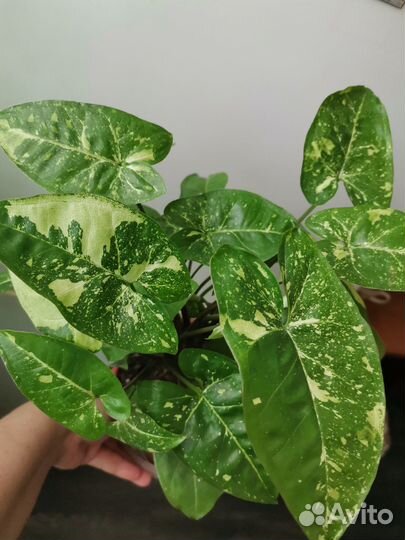 Спатифиллум Джемини с бутоном