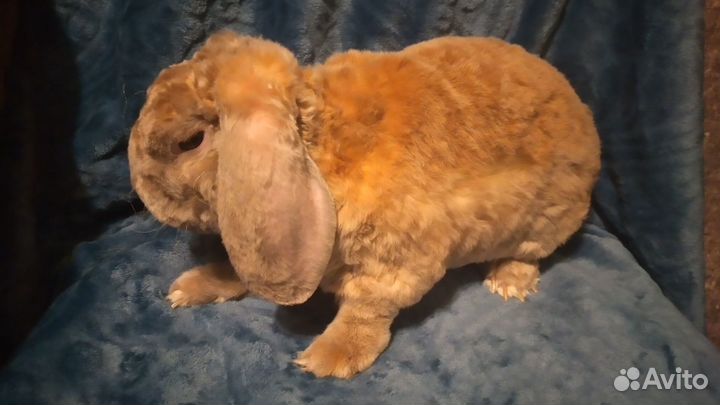 Карликовый рекс плюш