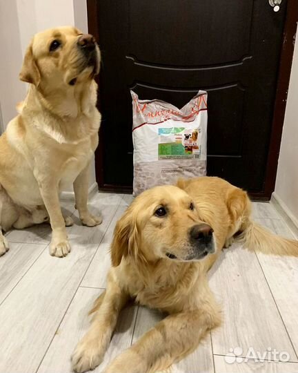Корм для собак и кошек