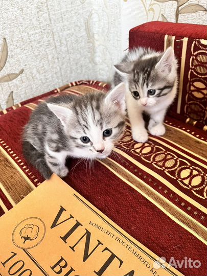 Котик и кошечка в добрые руки