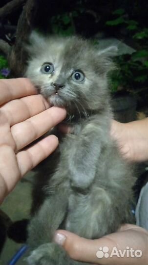 Красивый котенок в добрые руки