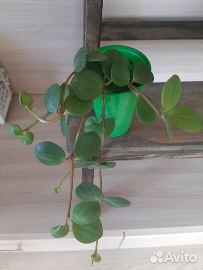 Пеперомия Тетрафилла Хоуп