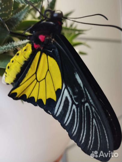 Птицекрылка золотистая