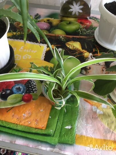 Спатифиллум, фиалка