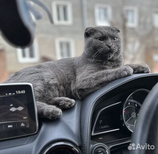 Коты в добрые руки