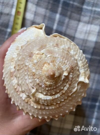 Ракушка 15-20см