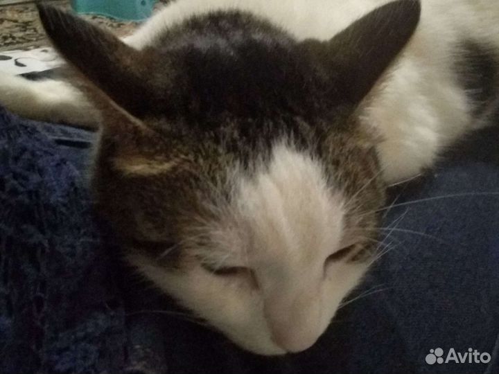 Кот в добрые руки