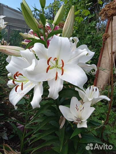 Лилии луковицы