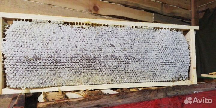 Мед в сотах