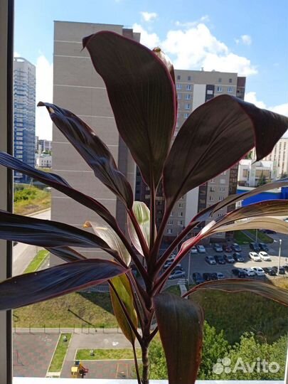 Кордилина танго/ и поменьше /есть доставка