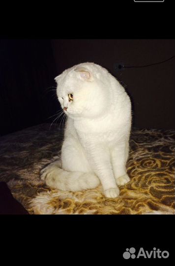 Кот Шотландский вислоухий вязка