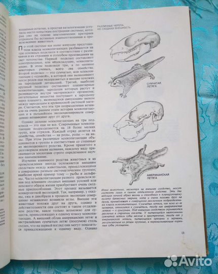 Млекопитающие (1974)