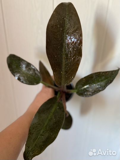 Филодендроны