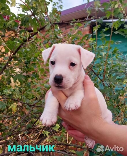 Щенки джек рассел терьер-белый