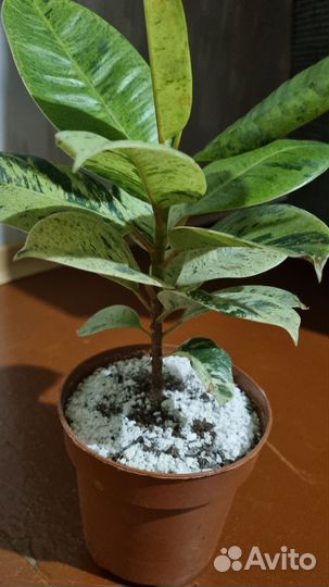 Фикус шривериана