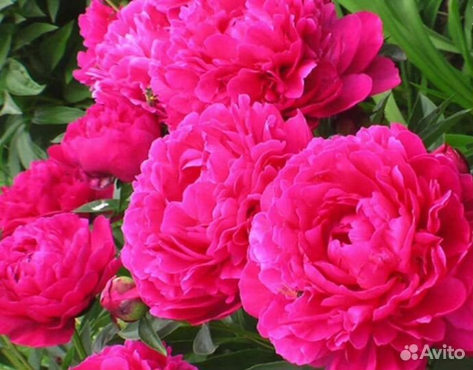 Пион Канзас