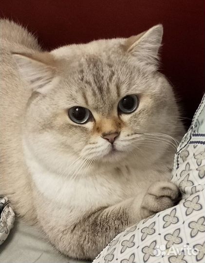 Британский кот на вязку