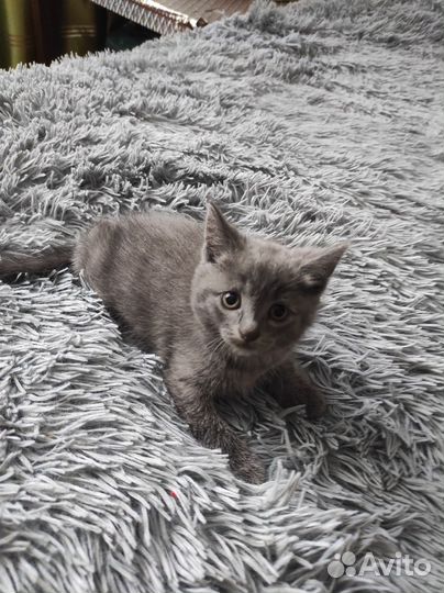 Вислоухие котята