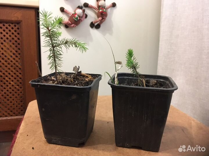 Саженцы ели