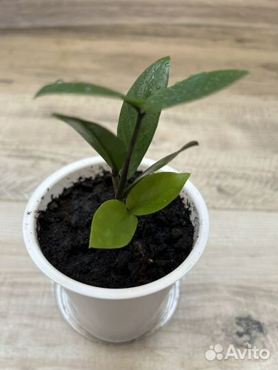 Замиокулькас