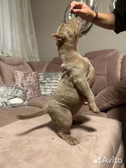 Щенок Американский Булли (Омск)