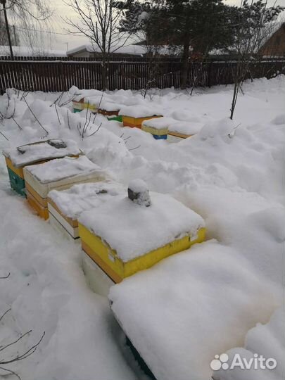 Ио Карника 2023г