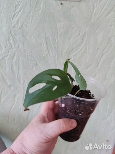 Разные виды монстер