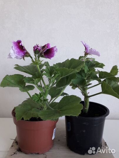 Королевская герань