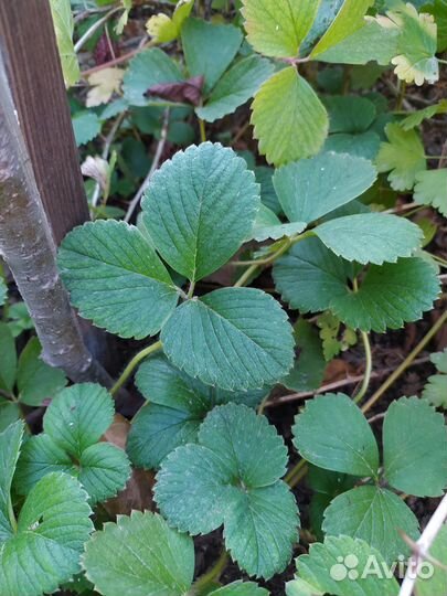 Клубника саженцы