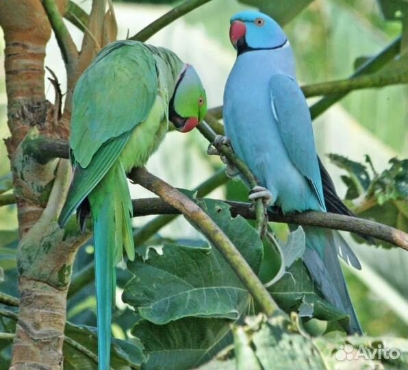 Ожереловый попугай